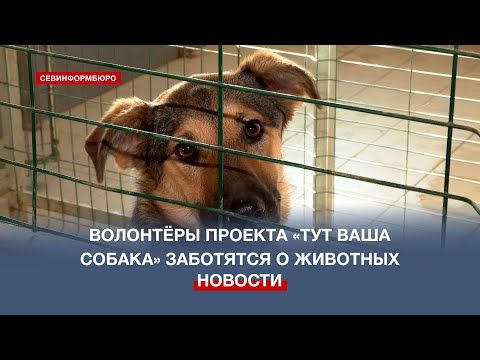 Спустя 3 года: в Севастополе собачий концлагерь стал пунктом реабилитации животных