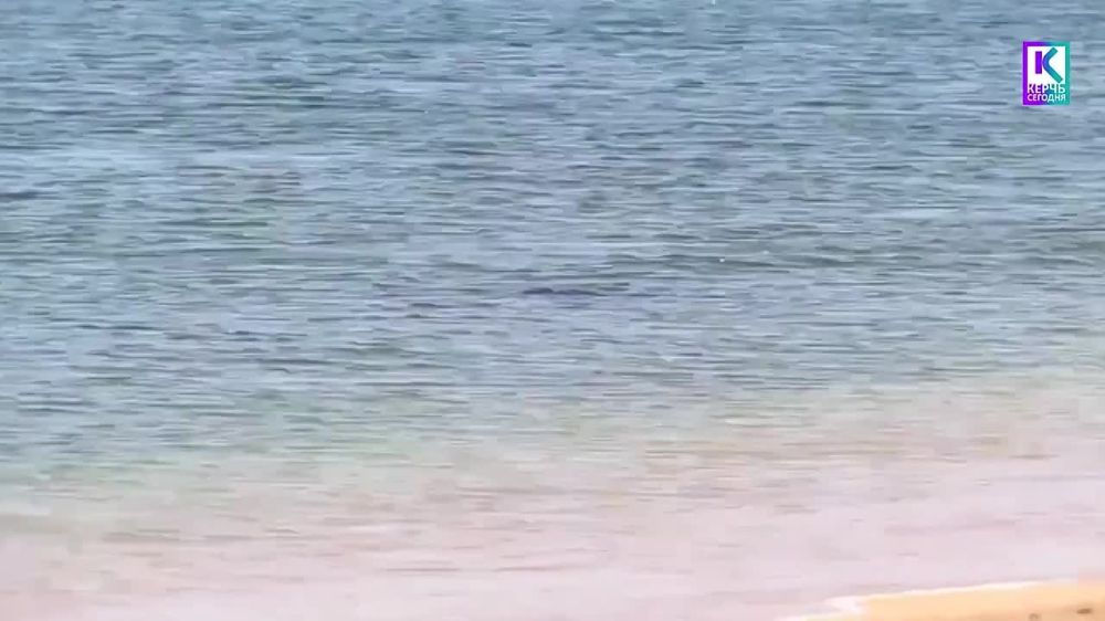 Дельфины смело плещутся прямо у берега моря в Керчи