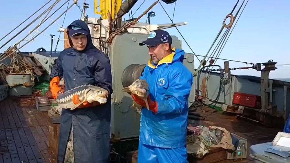 В Азовском море растёт количество русского осётра