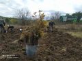 Минприроды Крыма информирует о высадках в рамках Всероссийской акции «Сохраним лес»