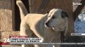 В Симферопольском приюте живут более ста собак