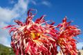 Кот Мостик: В Никитском ботаническом саду выбрали королеву бала хризантем