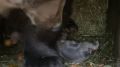 В крымском зоопарке родились медвежата