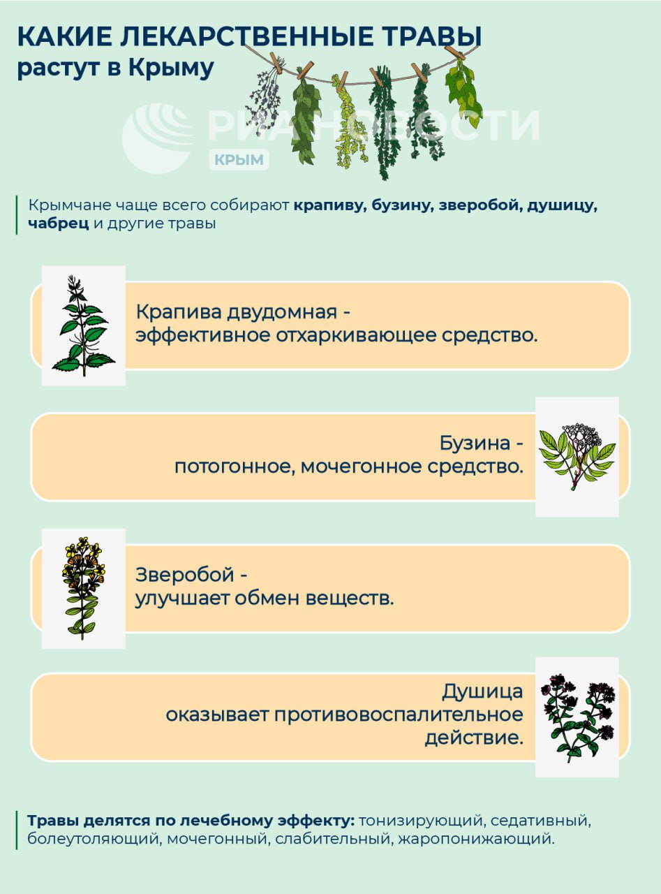 В Крыму лечебные травы растут в горах, предгорьях и степных районах - Лента  новостей Крыма
