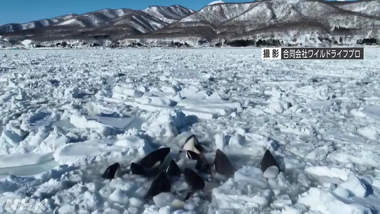 Новости к этому часу:. В Тихом океане у побережья Хоккайдо в ледяную  ловушку попали 12 косаток. Млекопитающие не могут... - Лента новостей Крыма