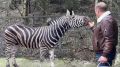 Рожденный бегать - болеть не может: в «Тайгане» зебре из Мариуполя удалили огромные наросты на копытах