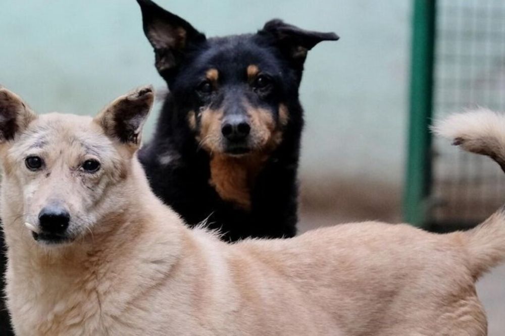 Межрайонным отделом ветеринарии «Северный» объявлены предостережения о ...