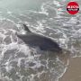 На западе Крыма на берег выбросило дельфина