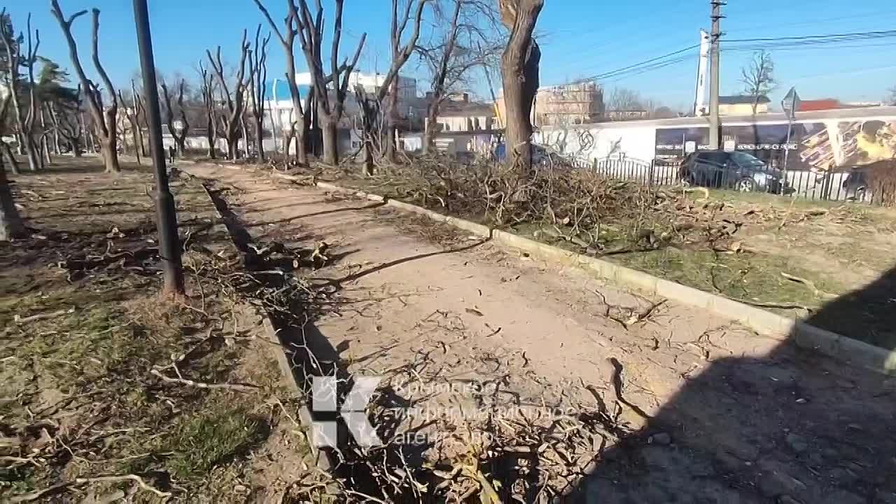 Вот так теперь выглядит парк им. Шевченко в Симферополе после глубокой  обрезки деревьев - Лента новостей Крыма