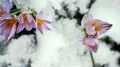 Аномальное тепло в Крыму сменится морозами и снегом на 8 марта