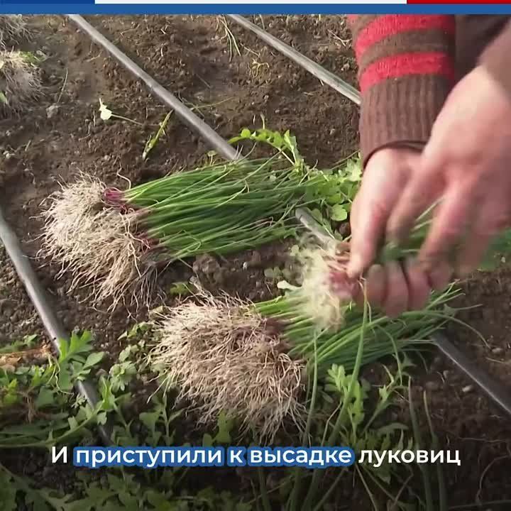 В Крыму знаменитый ялтинский лук выращивают не только на Южнобережье ...