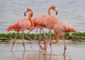 Розовые фламинго замечены в разных районах полуострова