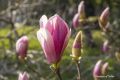 В Ялте начинает цвести магнолия суланжа (Magnoliasoulangeana)