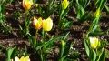 Март на Южном берегу Крыма: сорт «Первый» пришел на Парад тюльпанов 2024