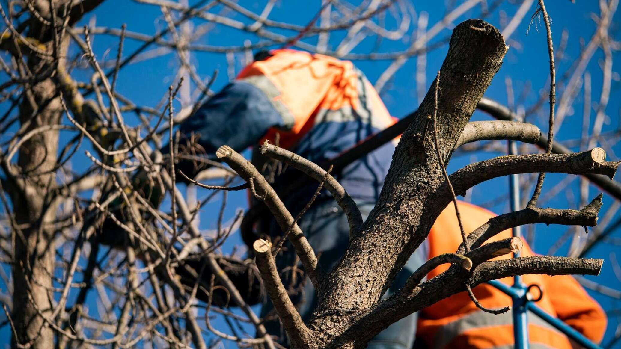 В центре Симферополя в среду ограничат движение из-за обрезки деревьев -  Лента новостей Крыма