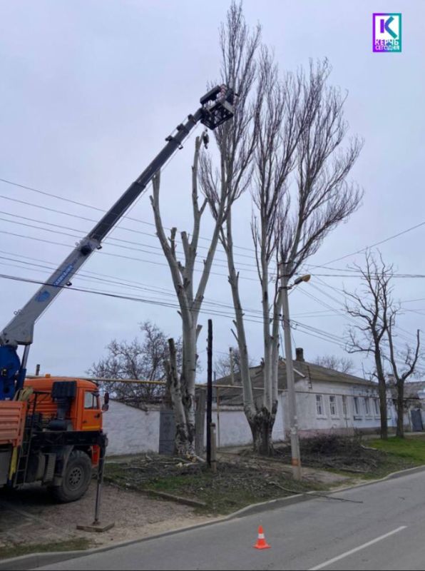 В Керчи продолжается работа по сносу и обрезке деревьев - Лента ...