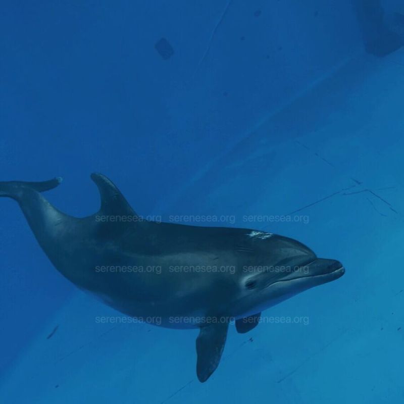 Спасенный волонтерами в Крыму дельфин Кимми выздоровел и уплыл к стае в ...