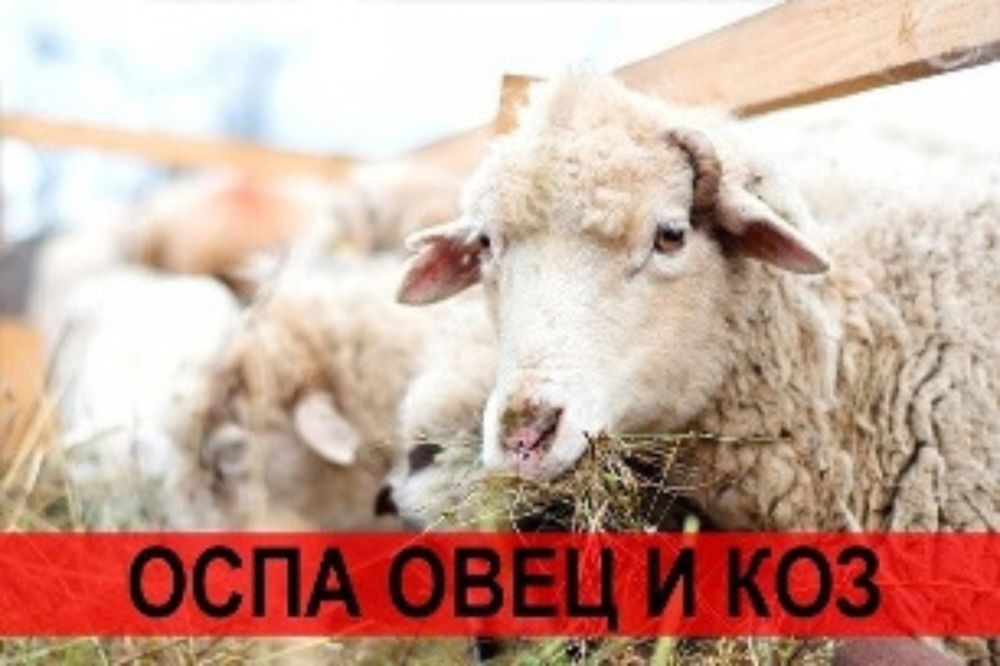 Внимание владельцев мелкого рогатого скота - Лента новостей Крыма