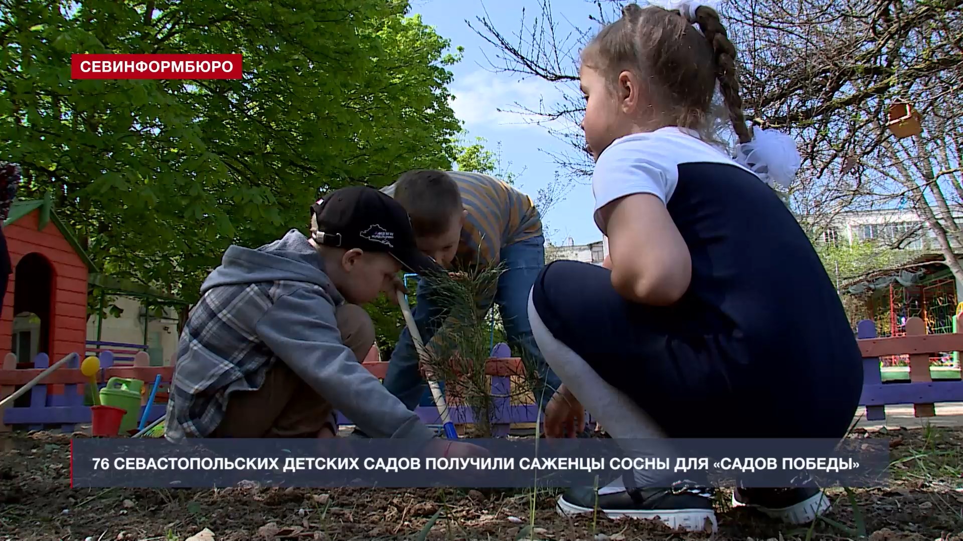 В рамках акции «Сады Победы» севастопольским детским садам впервые подарили  саженцы сосны - Лента новостей Крыма