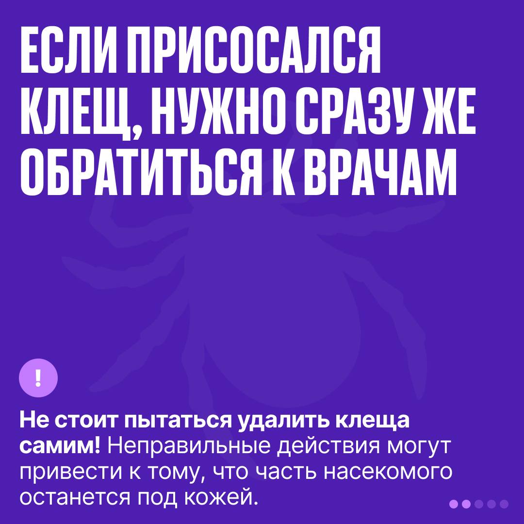 Михаил Развожаев: В Севастополе начали работать две лаборатории, где делают  исследования клещей - Лента новостей Крыма