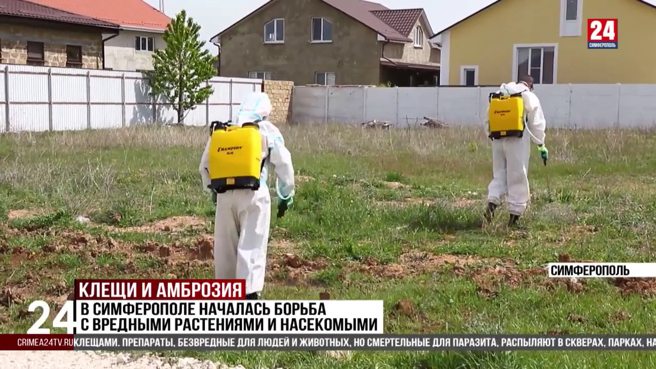 В Симферополе началась борьба с вредными растениями и насекомыми - Лента  новостей Крыма