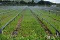 Жителей Евпатории просят временно не поливать огороды