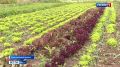 1234 Нетипичные овощи выращивают в Крыму