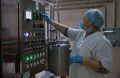 В Крыму выявлены фантомные производители молока