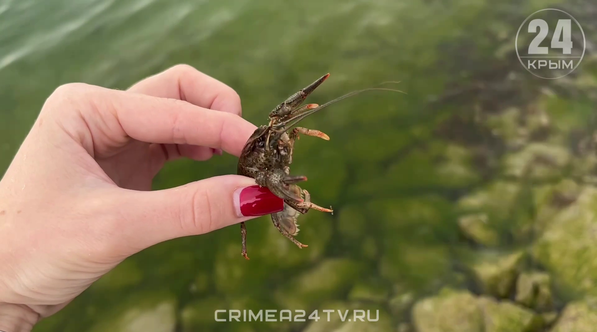 В Симферопольское водохранилище впервые выпустили раков - Лента новостей  Крыма