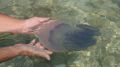 Гигантские медузы захватили море у берегов Крыма: ученые нашли объяснение