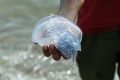 Ученые назвали причину нашествия медуз у берегов Крыма
