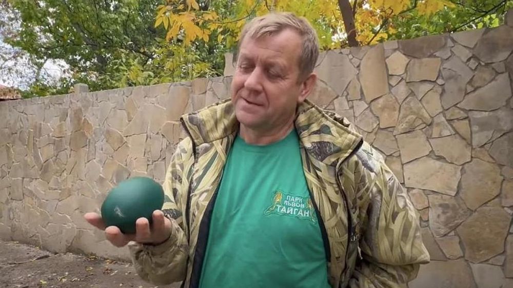 В Крыму папа-страус сел на яйца: в «Тайгане» весной появятся птенцы эму ...