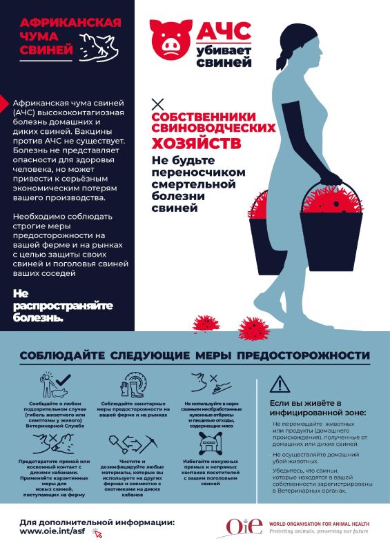 Африканская чума свиней (АЧС) — высококонтагиозное вирусное заболевание, поражающее домашних и диких свиней