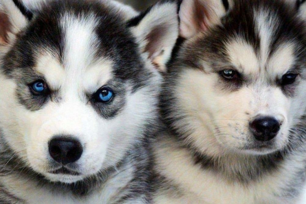 Южнобережным отделом ветеринарии и контроля проведены профилактические ...