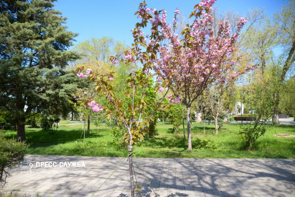 ФОТОФАКТ: В Евпатории расцвела сакура
