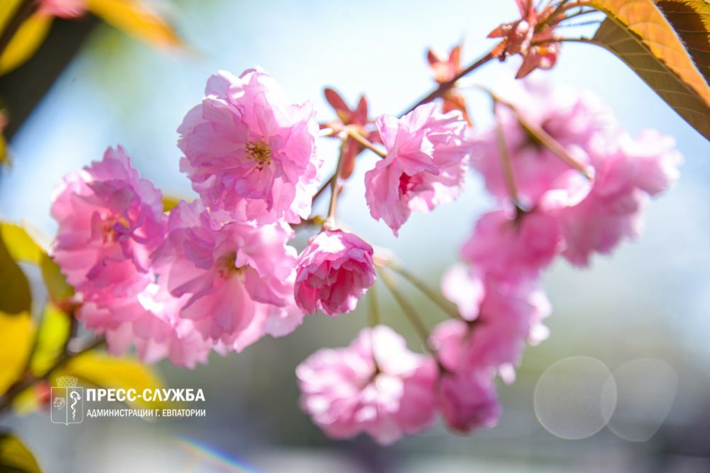 ФОТОФАКТ: В Евпатории расцвела сакура