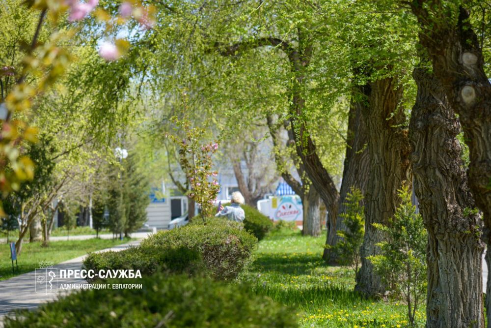 ФОТОФАКТ: В Евпатории расцвела сакура