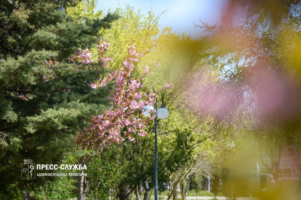 ФОТОФАКТ: В Евпатории расцвела сакура