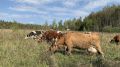 За бесконтрольный выпас скота крымчанам начнут выписывать штрафы