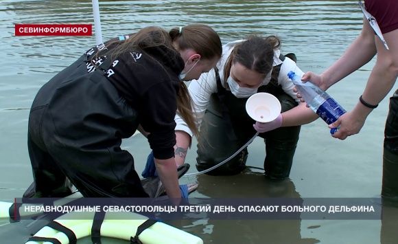 Неравнодушные севастопольцы третий день спасают больного дельфина