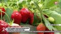 38 гектаров тепличной клубники проверили в Крыму