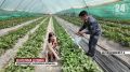 В Крыму проверили качество тепличной клубники