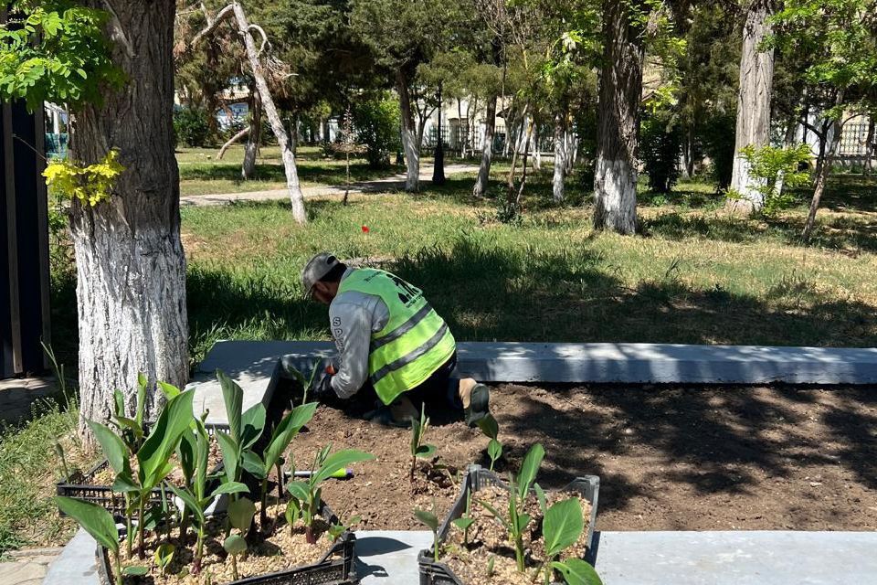 В Евпатории на набережной имени Терешковой высадили канны В Евпатории на набережной имени Терешковой высадили канны