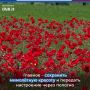 Крым утопает в алых маках, вдохновляя художников на создание ярких полотен