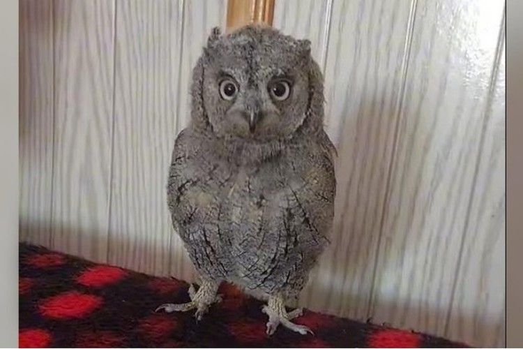     :         