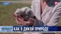 Популяцию краснокнижных соколов помогают сохранить крымские специалисты