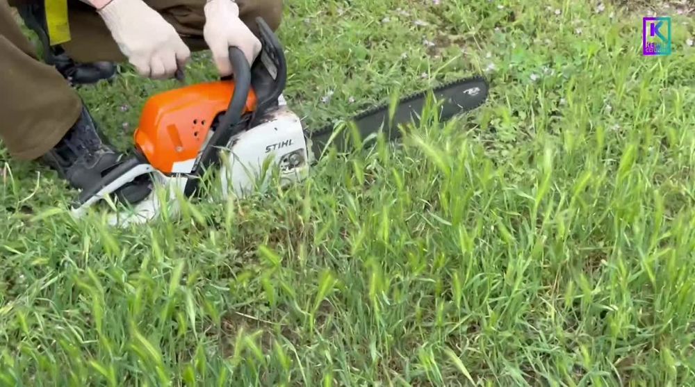 Олег Каторгин: На улице Шлагбаумской сотрудники Службы городского хозяйства проводят снос аварийных деревьев, которые могли представлять опасность, а также выполняют санитарную обрезку веток