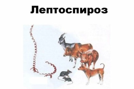     . ,   