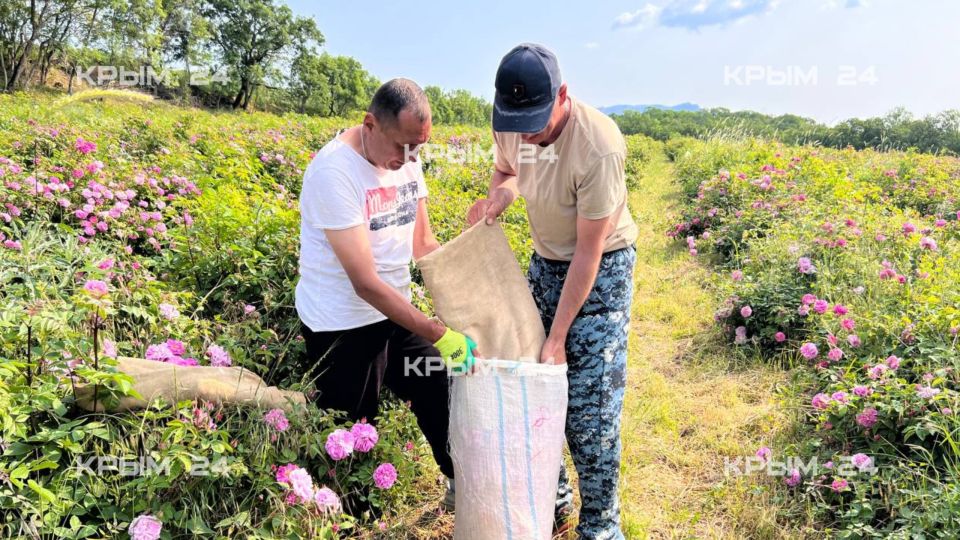 Сбор розы стартовал на полях Алушты Сбор розы стартовал на полях Алушты
