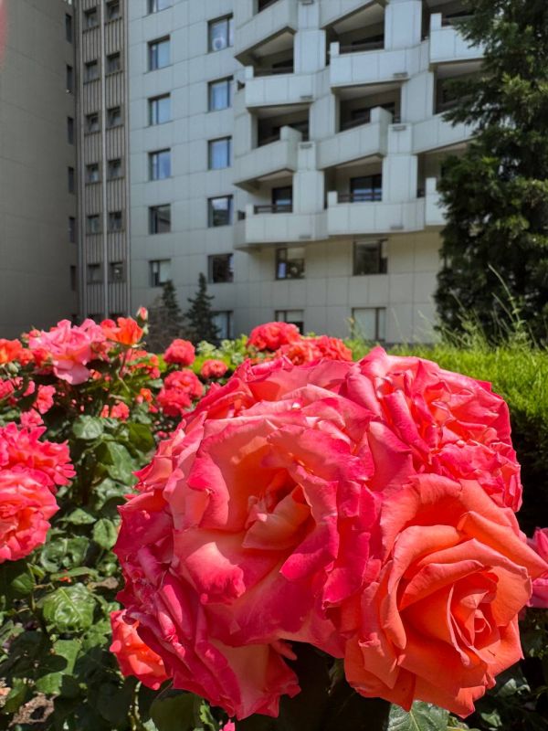 В Форосском парке розы – настоящее украшение